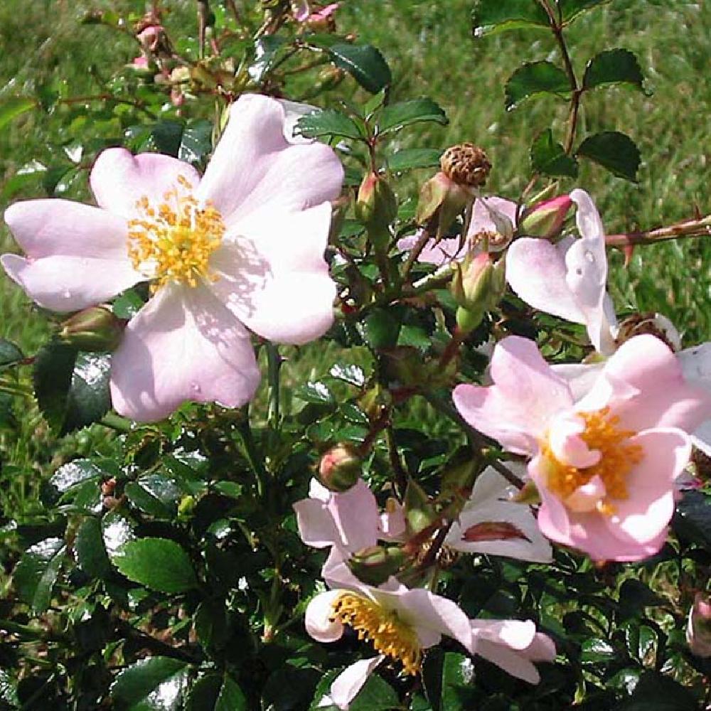 ROSA 'Temple Bells'.' image 2