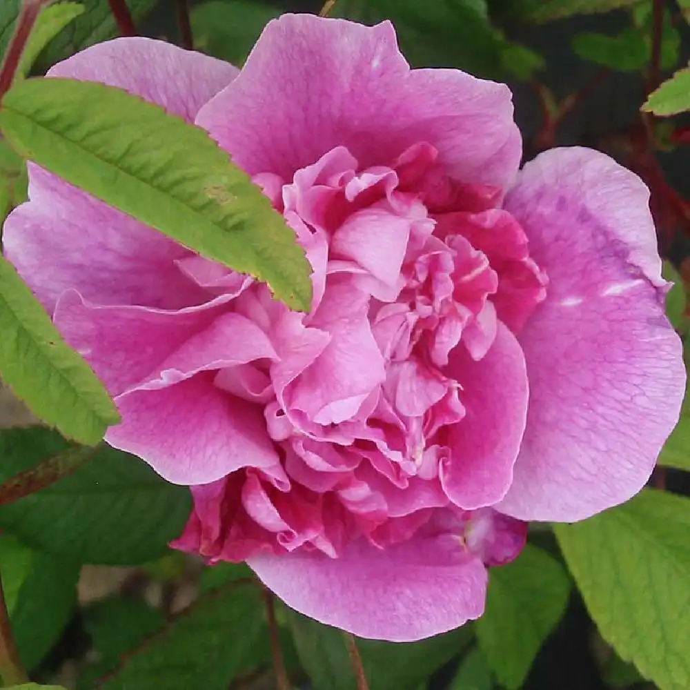 ROSA 'Thérèse Bugnet'