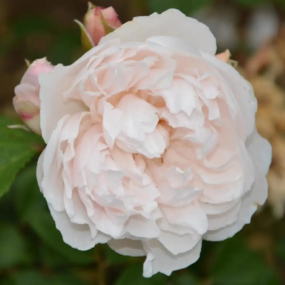 ROSA 'The Generous Gardener'