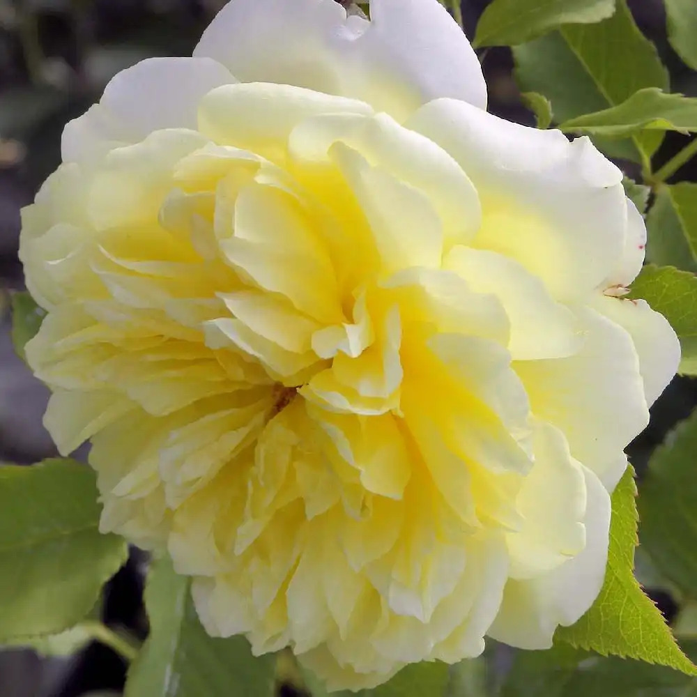 ROSA 'The Pilgrim'®