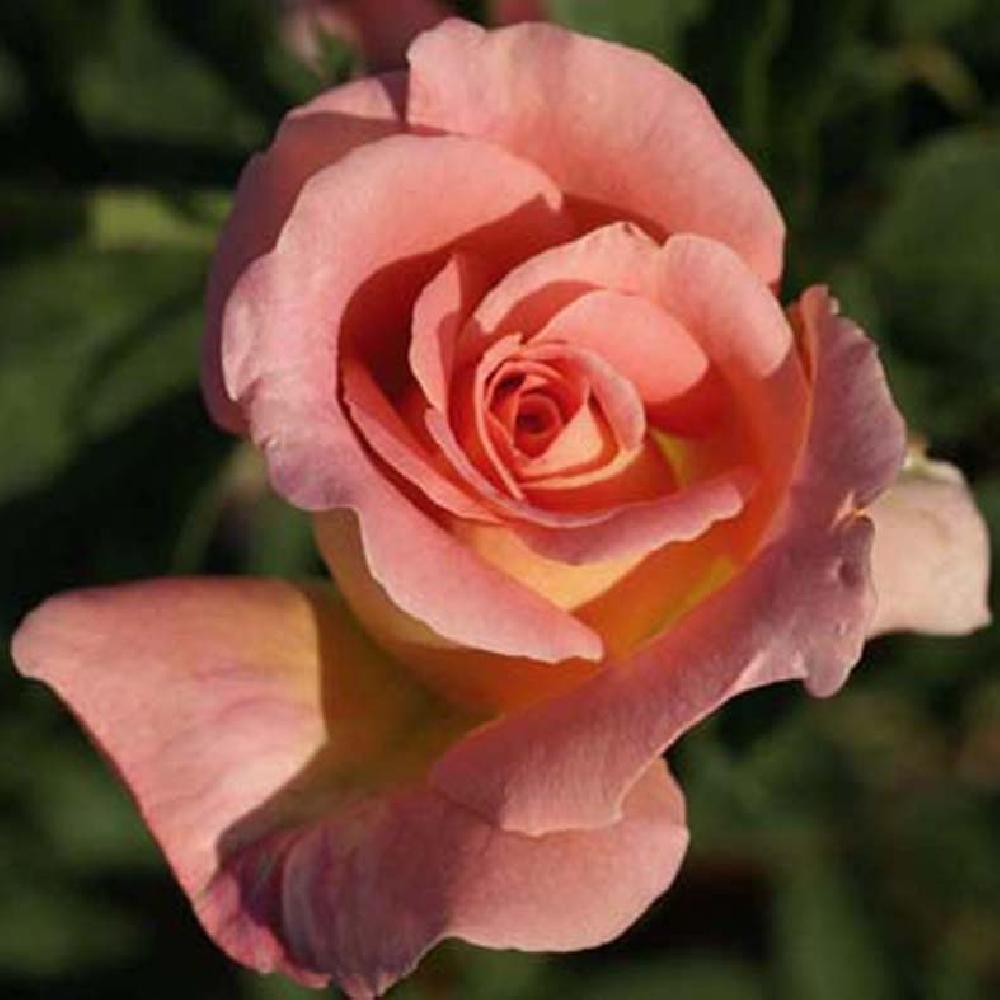 ROSA 'Tiffany'