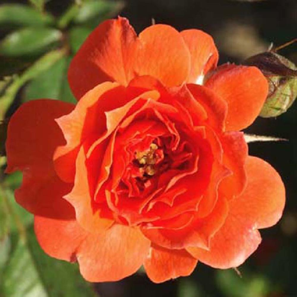 ROSA 'Venise'