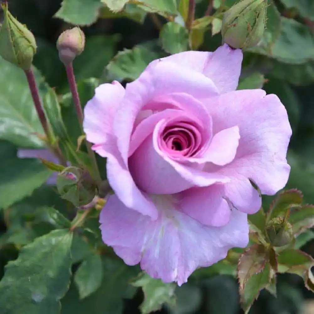 ROSA 'Violette Parfumée' (grimpant) - Rosier grimpant - pépinières Lepage  Bretagne Bord de mer