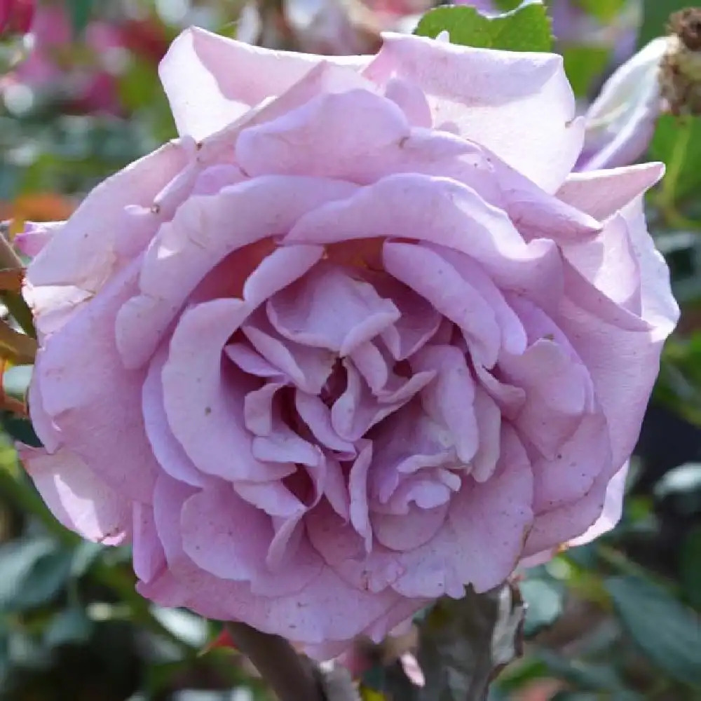 ROSA 'Violette Parfumée' (grimpant) - Rosier grimpant - pépinières Lepage  Bretagne Bord de mer