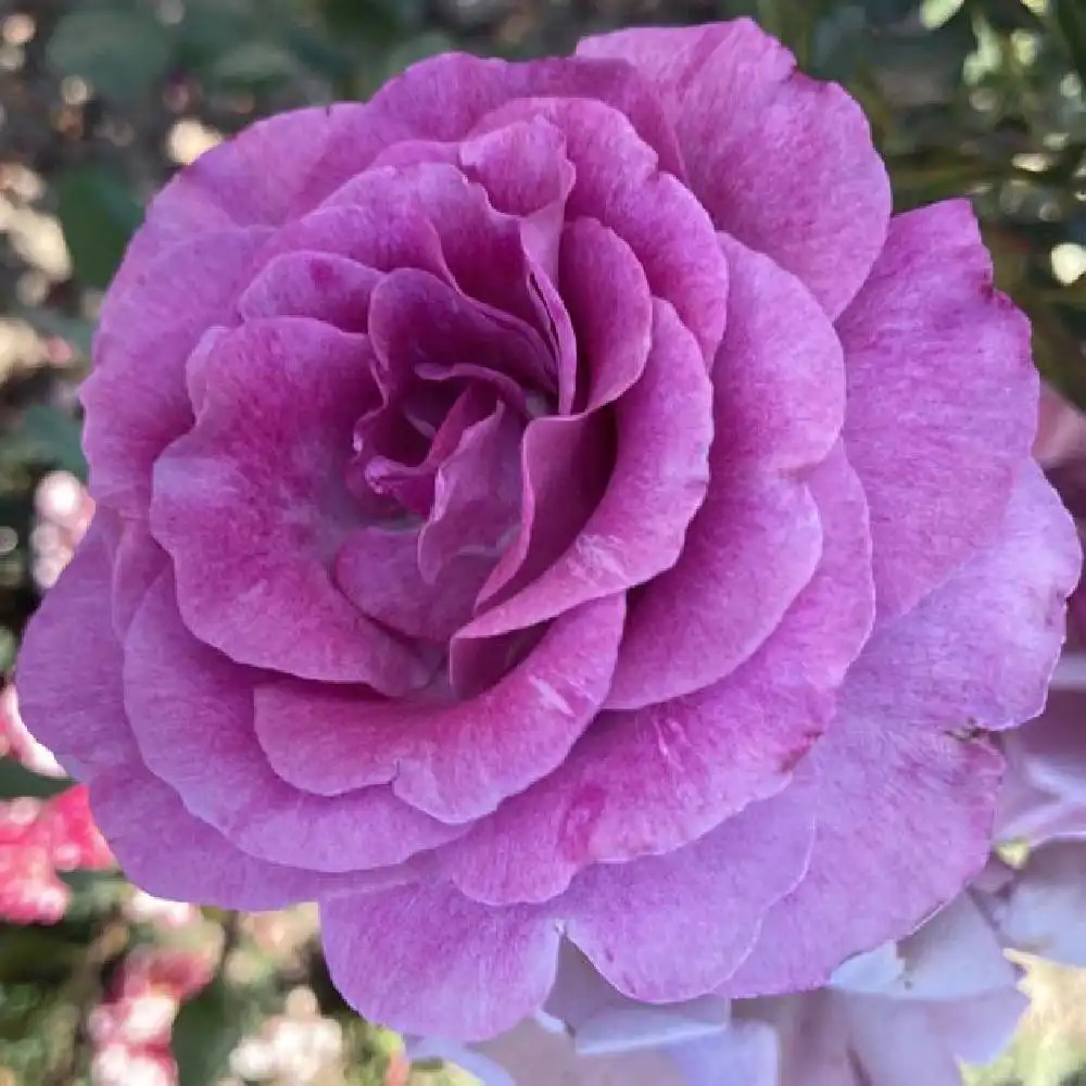 ROSA 'Violette Parfumée' (grimpant) - Rosier grimpant - pépinières Lepage  Bretagne Bord de mer