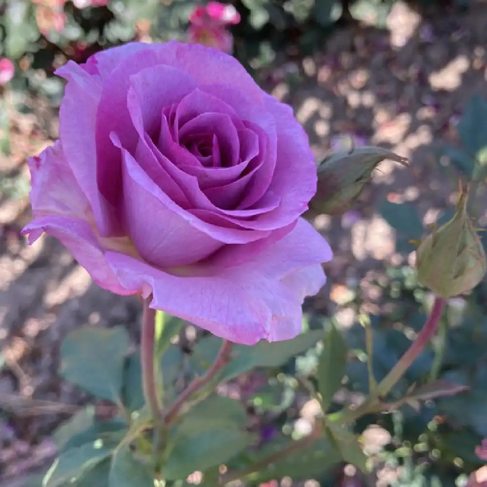 ROSA 'Violette Parfumée' - Rosier - pépinières Lepage Bretagne Bord de mer