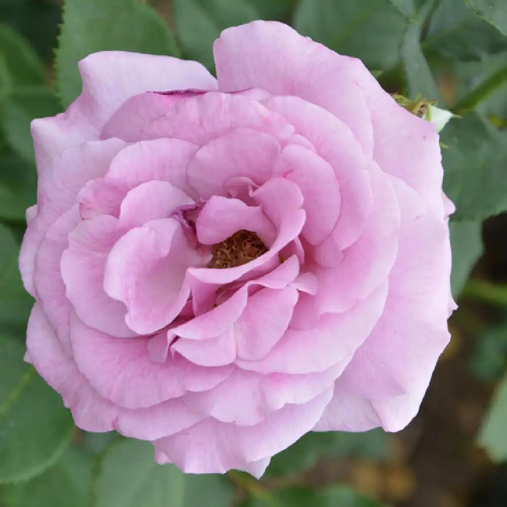 ROSA 'Violette Parfumée' - Rosier - pépinières Lepage Bretagne Bord de mer