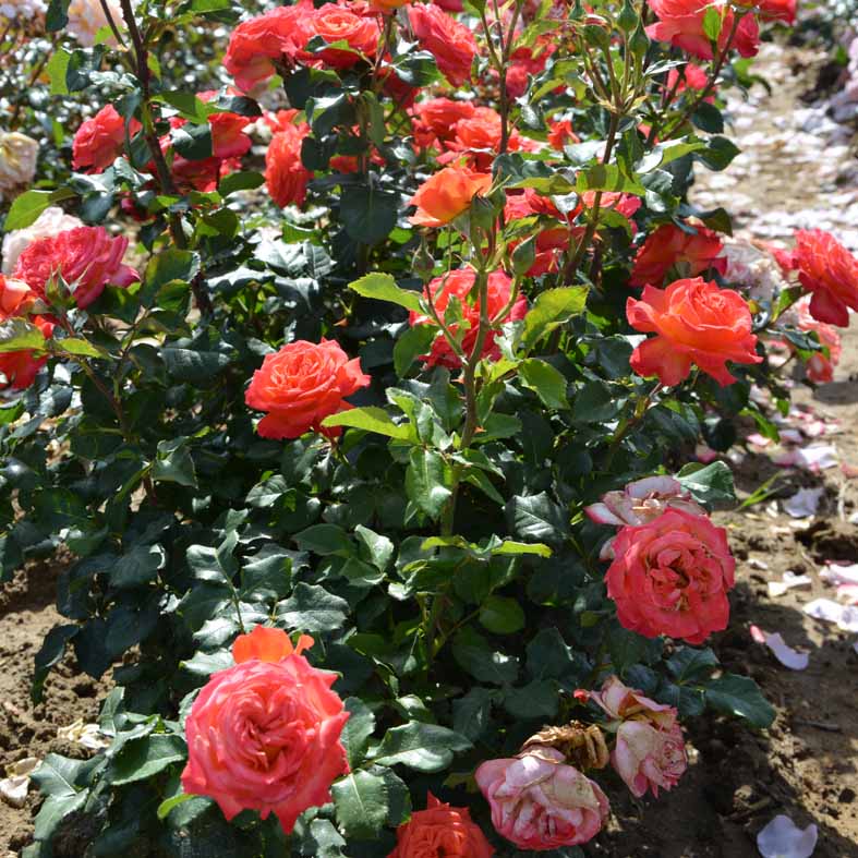 ROSA 'Vulcano'Â®