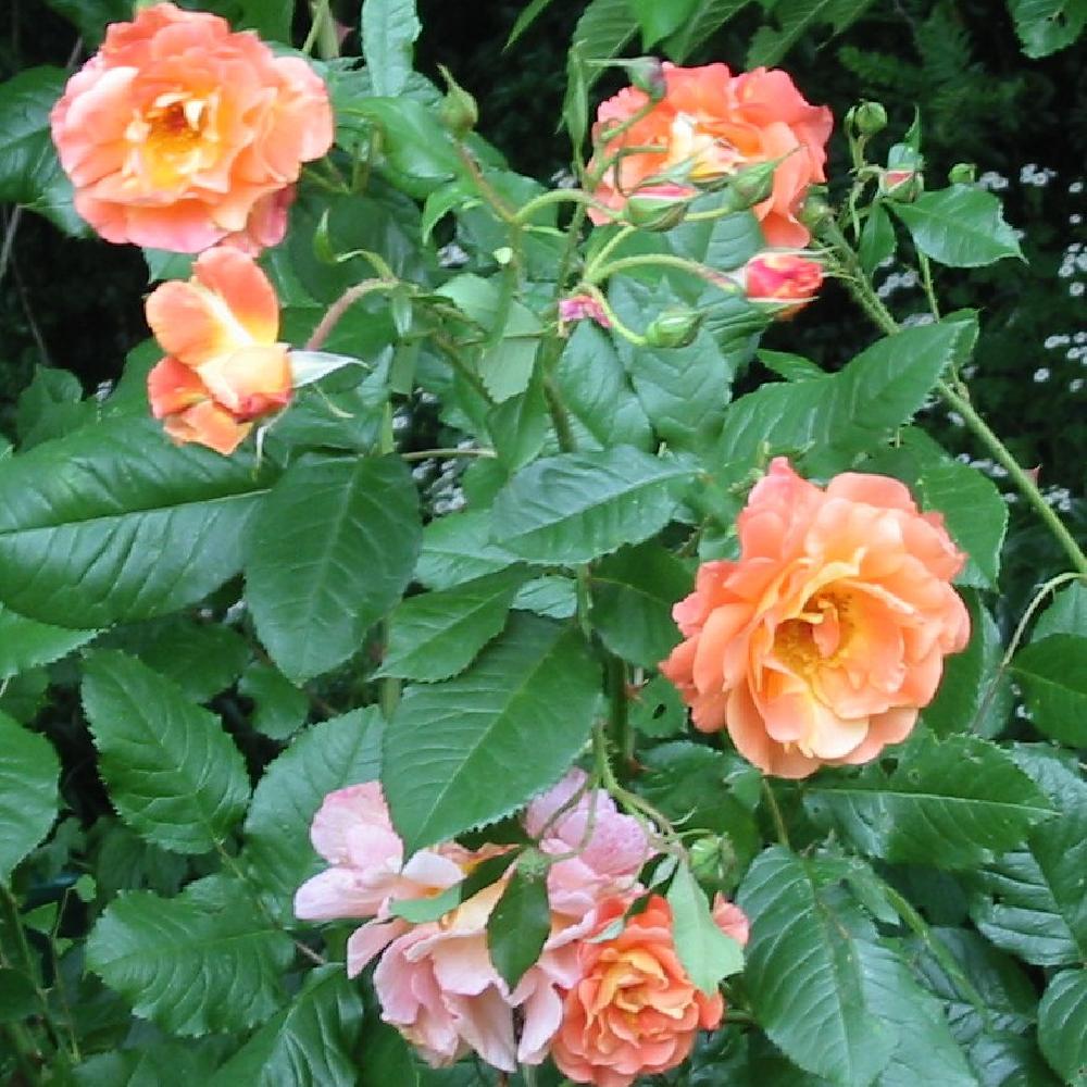 ROSA 'Westerland'