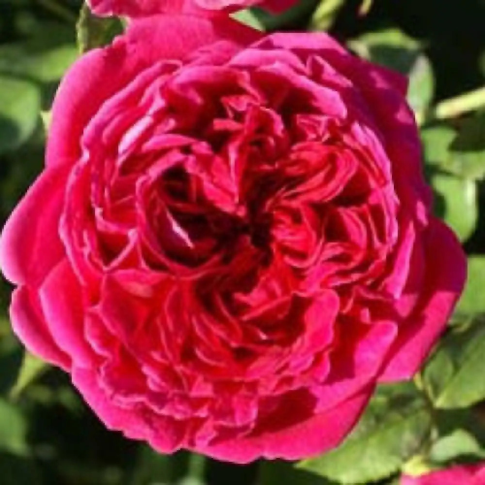 ROSA 'William Shakespeare'