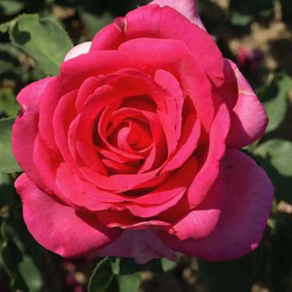 ROSA 'XXL'®