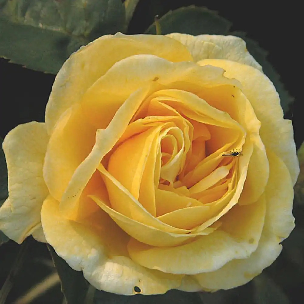 ROSA 'Yellow Fairy'