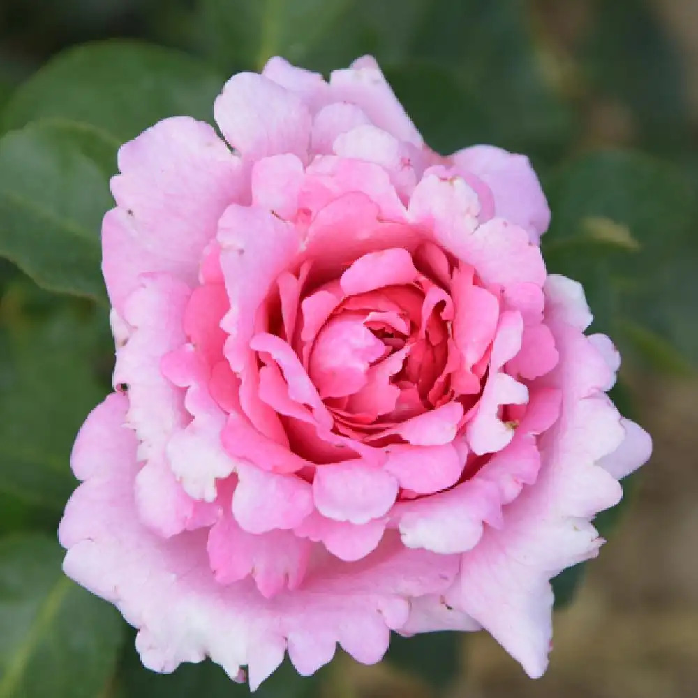 ROSA 'Yves Piaget' (grimpant)