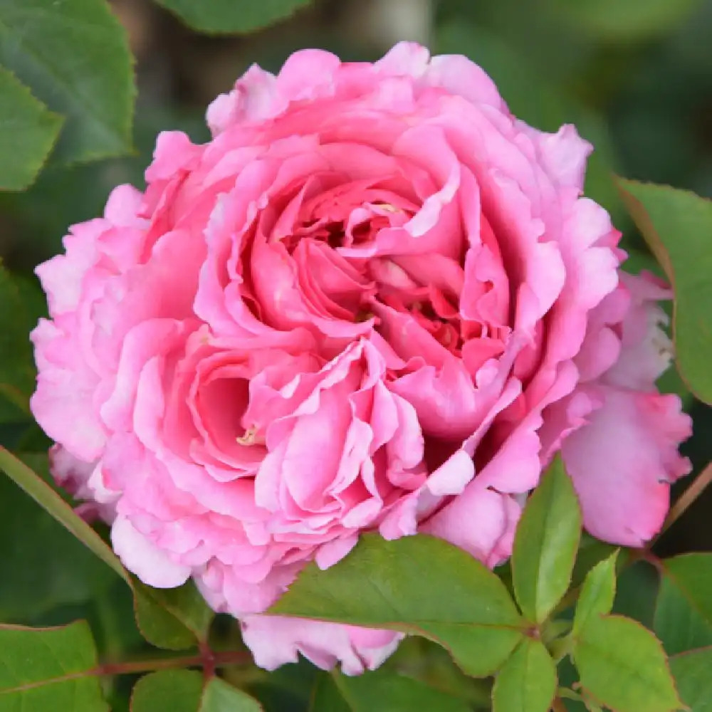 ROSA 'Yves Piaget'