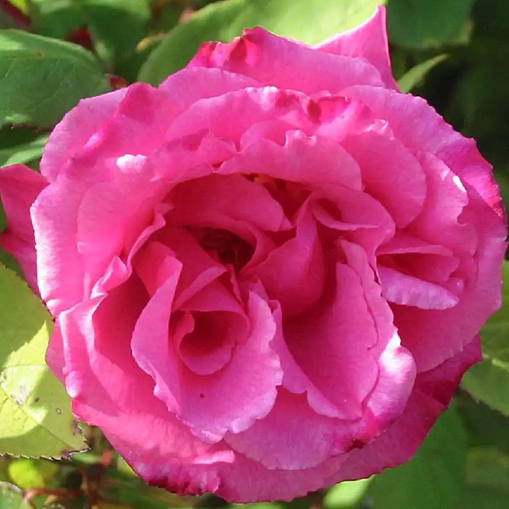 ROSA 'Zephirine Drouhin'