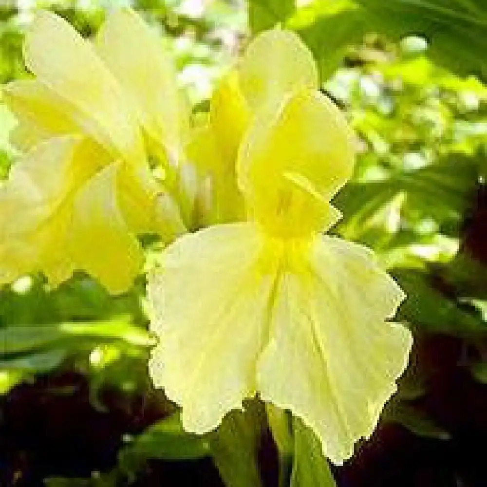 ROSCOEA cautleoides