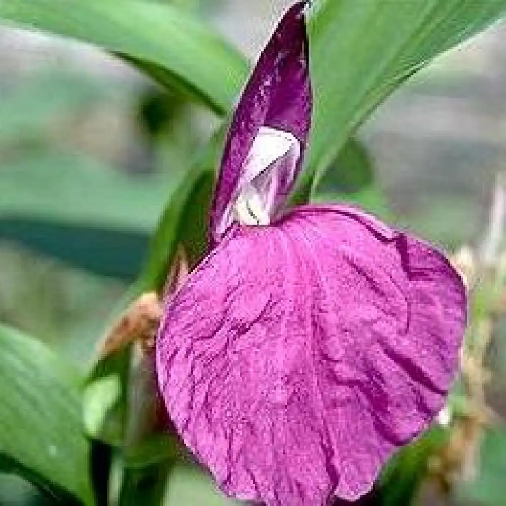 ROSCOEA purpurea