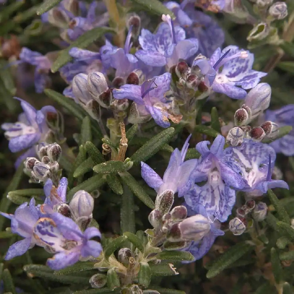 ROSMARINUS officinalis 'Corsican Blue'