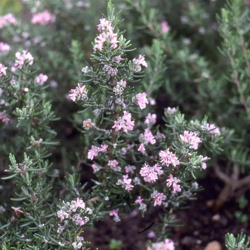 ROSMARINUS officinalis 'Majorca Pink'