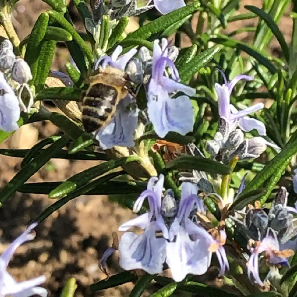 ROSMARINUS officinalis