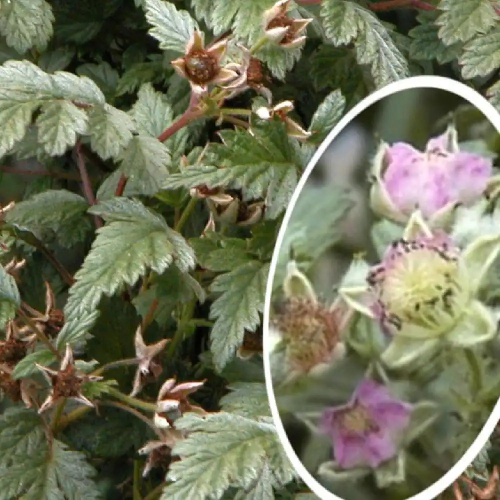 RUBUS thiebetanus 'Silver Fern'