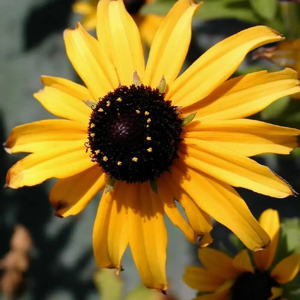 RUDBECKIA fulgida 'Goldsturm' (sullivantii)