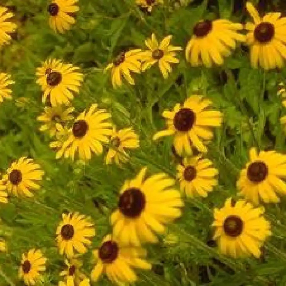 RUDBECKIA fulgida var. speciosa.' image 2