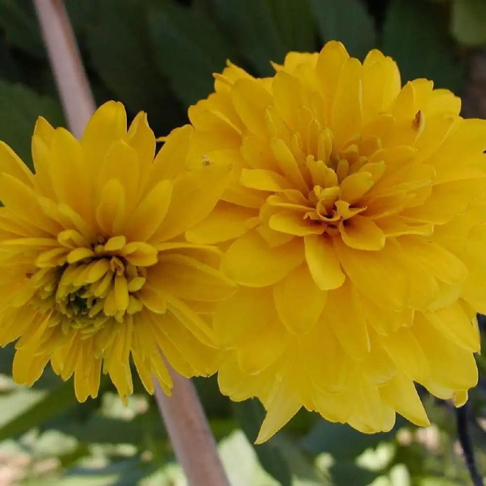 RUDBECKIA laciniata 'Goldquelle'