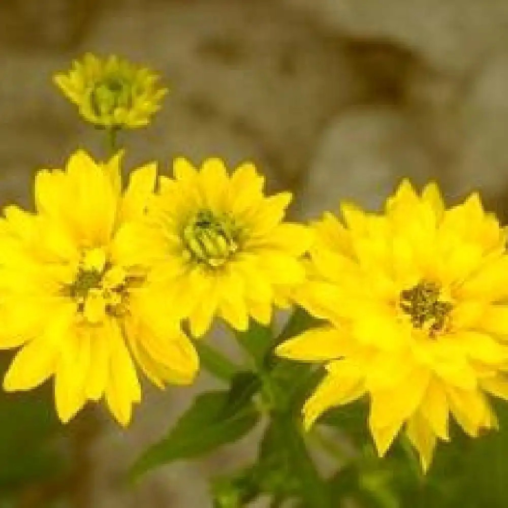 RUDBECKIA laciniata 'Plena'