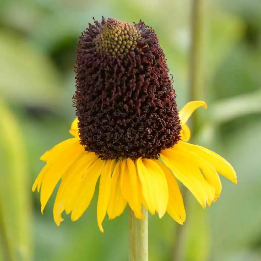 RUDBECKIA maxima