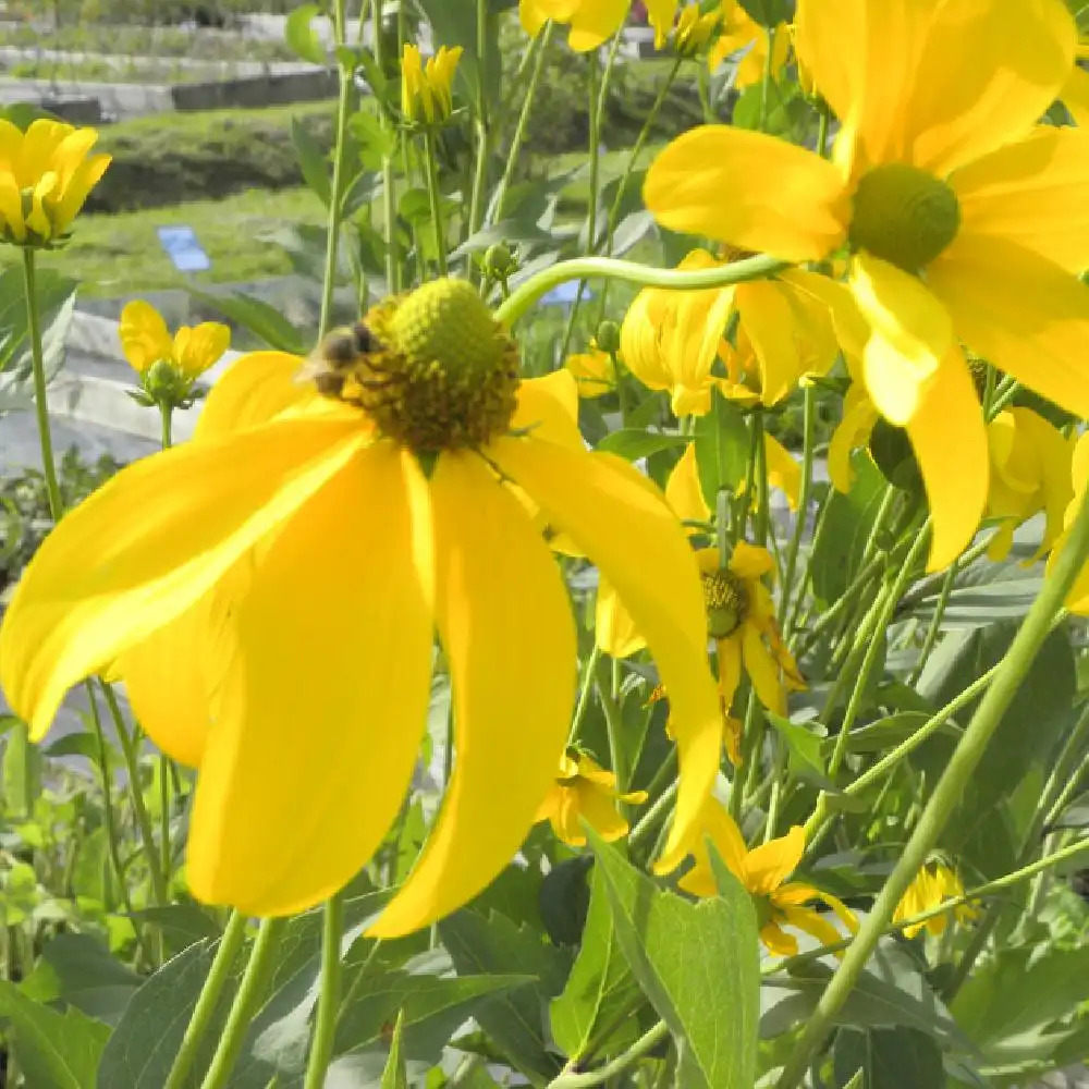 RUDBECKIA nitida 'Herbstsonne' ('Autumn Glory')