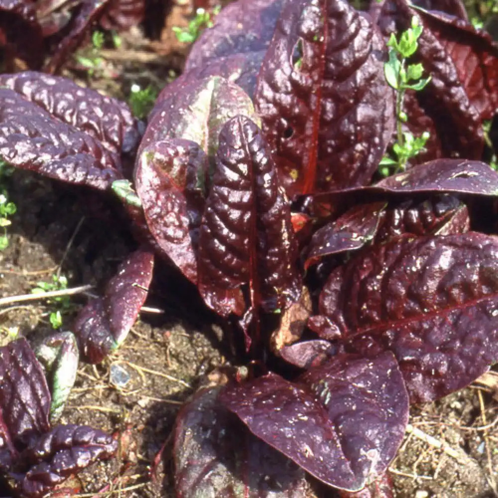 RUMEX montanum 'Rubrifolia'