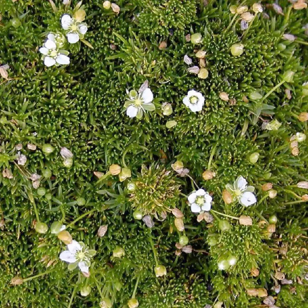 SAGINA subulata Sagine pépinières Lepage Bretagne Bord de mer