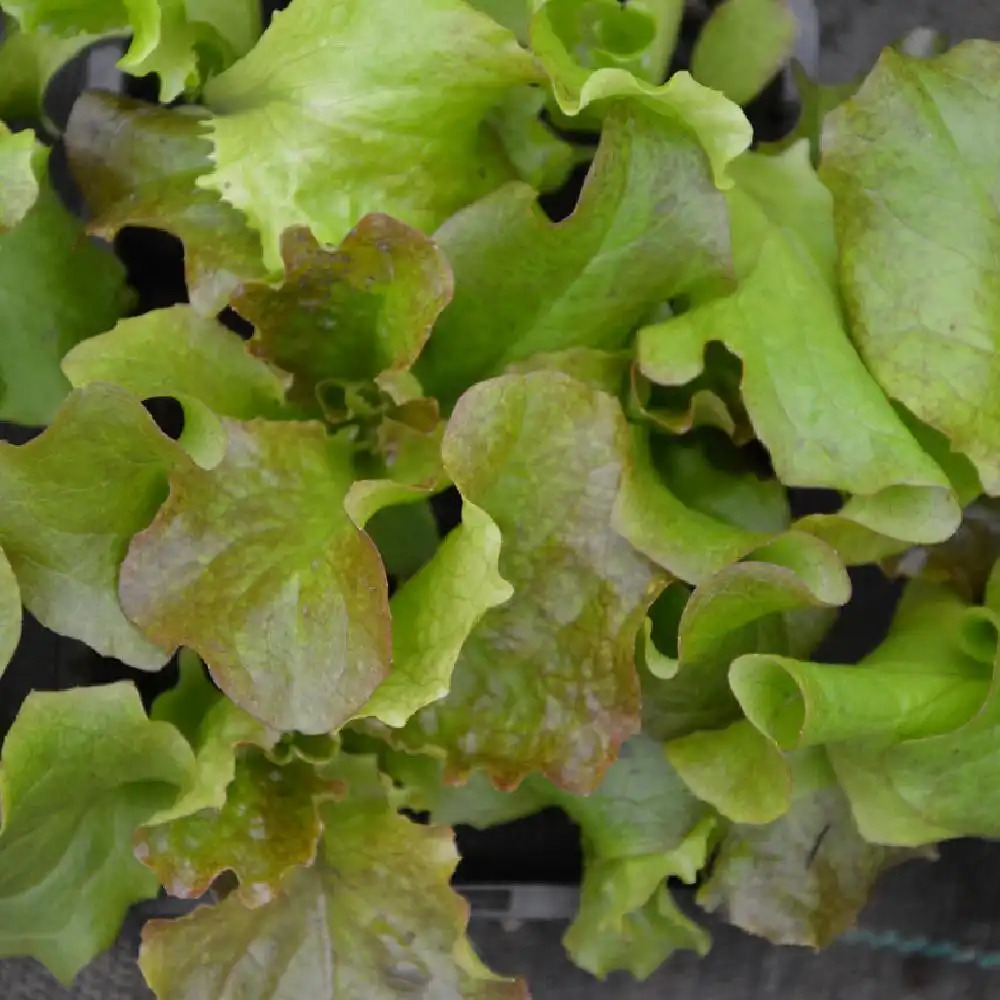 Salade 'Batavia Rouge Grenobloise'