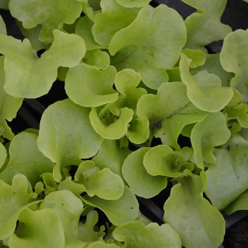 SALADE ?Feuille de chêne blonde Kiribati?