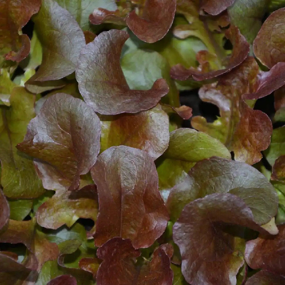 Salade ‘Feuille de chêne rouge Cornouaï’