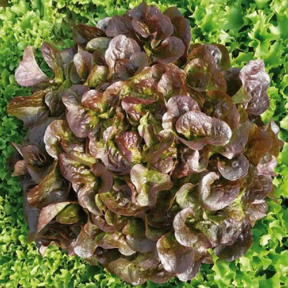 SALADE 'Feuille de chêne rouge Krokan'