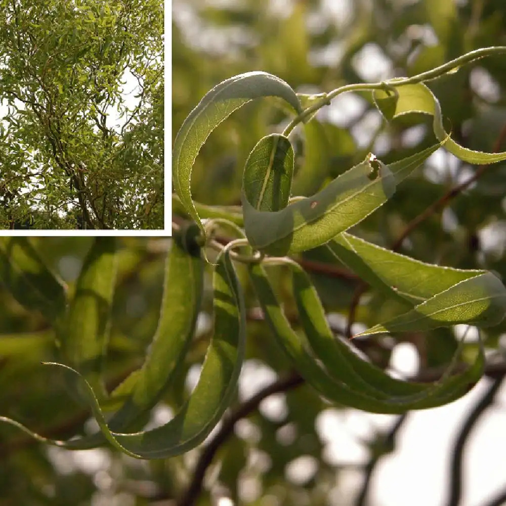 SALIX babylonica var. pekinensis 'Tortuosa'