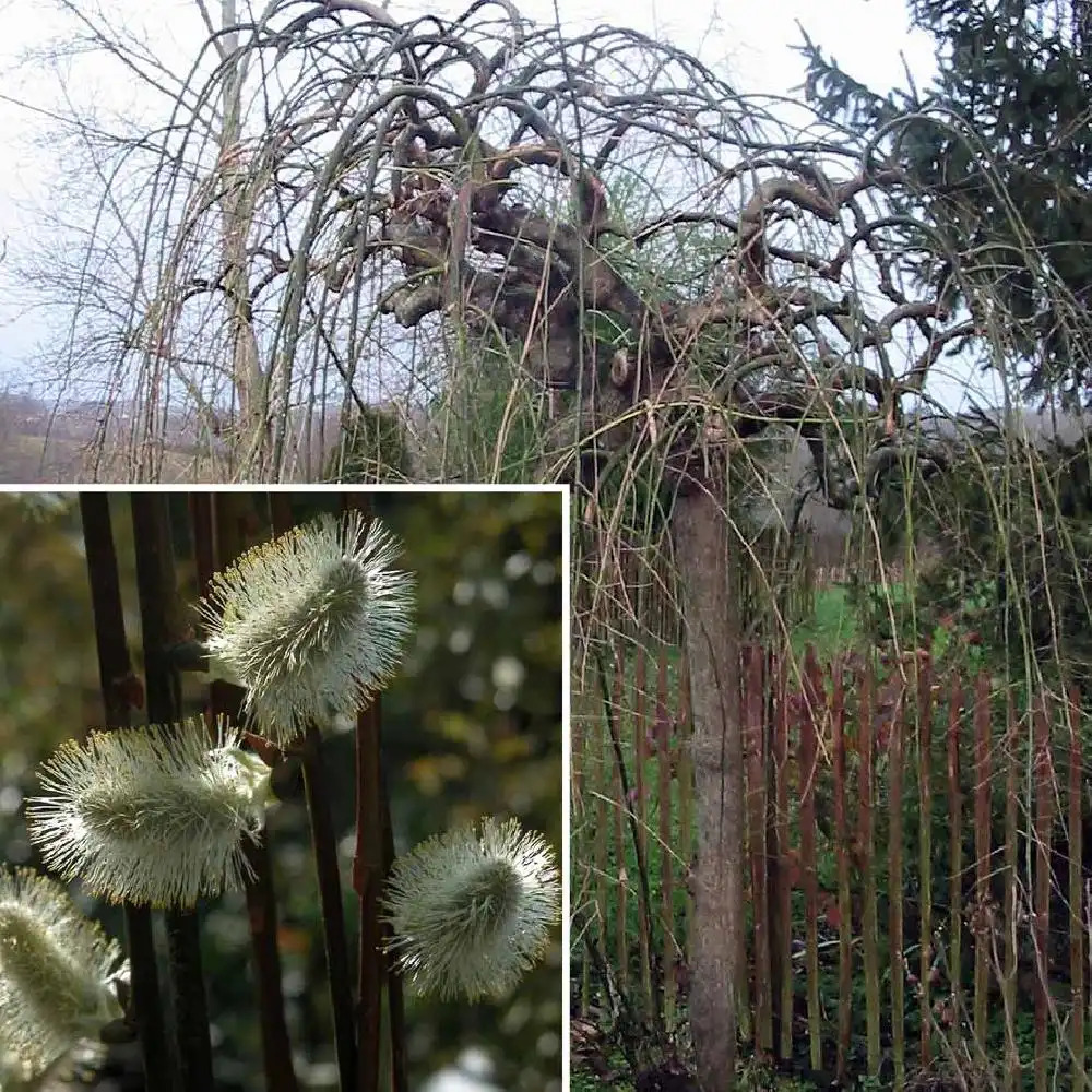 SALIX caprea 'Kilmarnock'