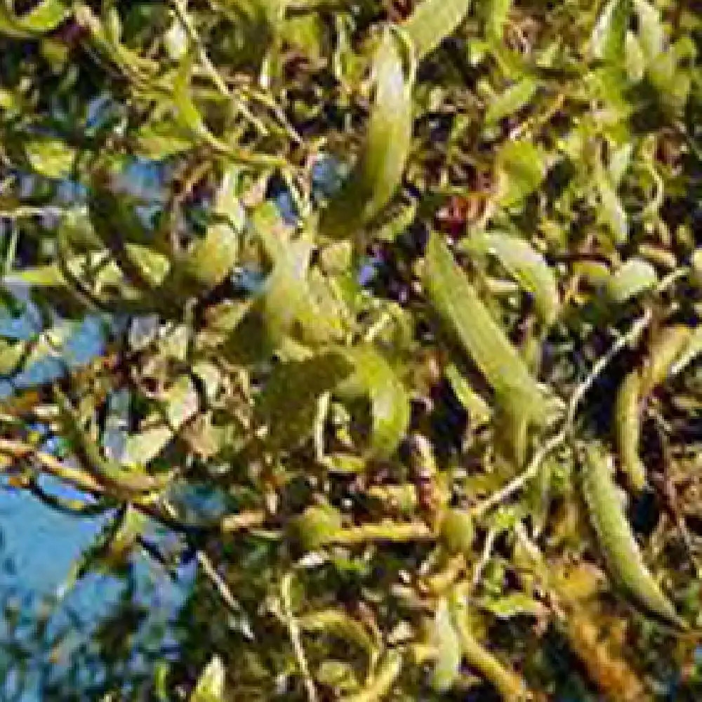 SALIX  matsudana 'Tortuosa'