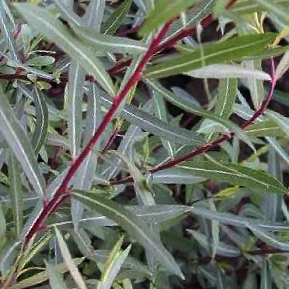 SALIX purpurea 'Nana'