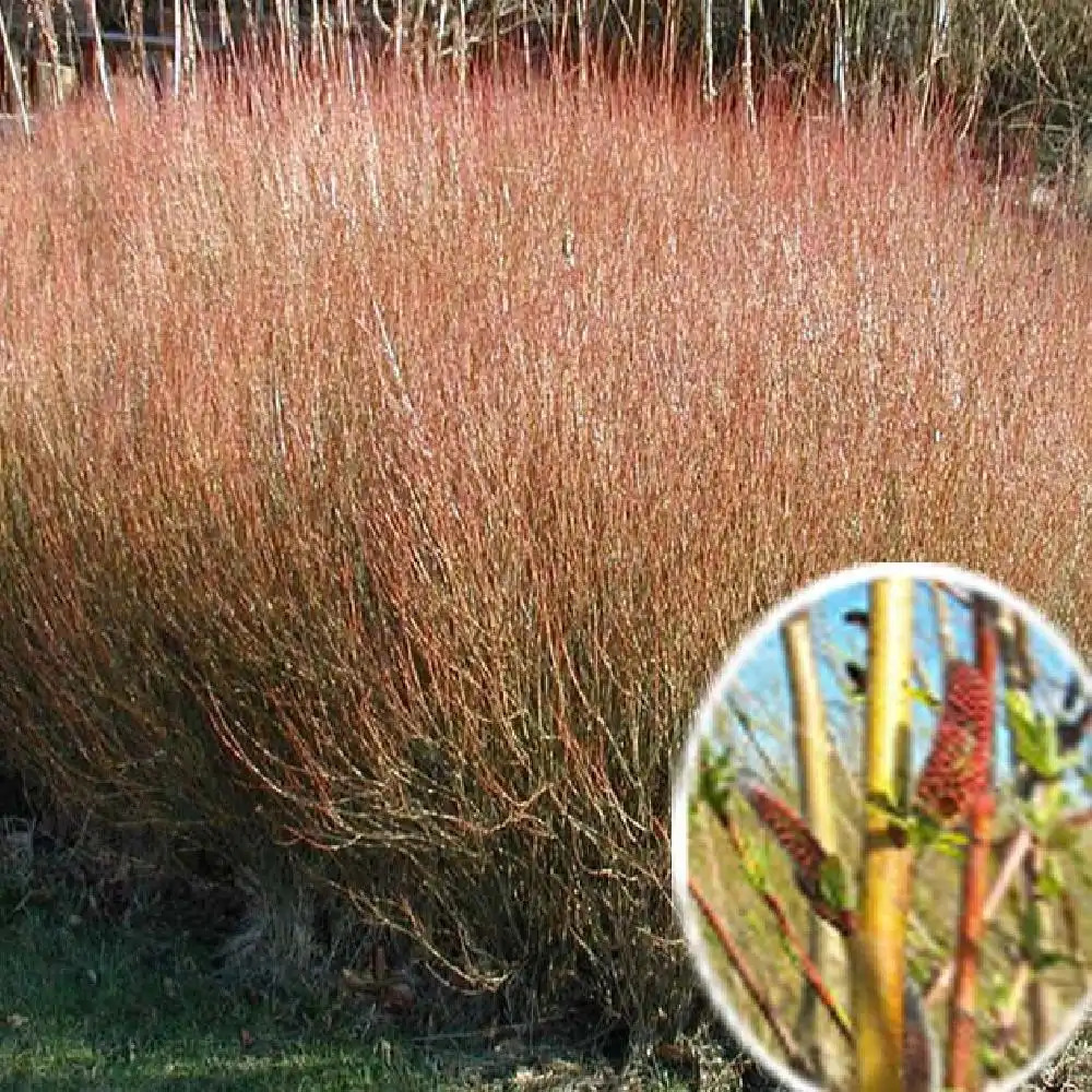 SALIX purpurea