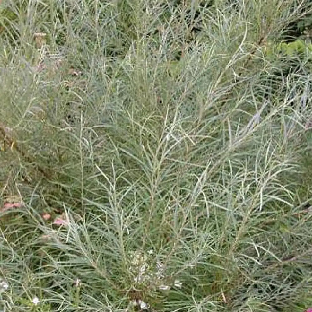 SALIX rosmarinifolia