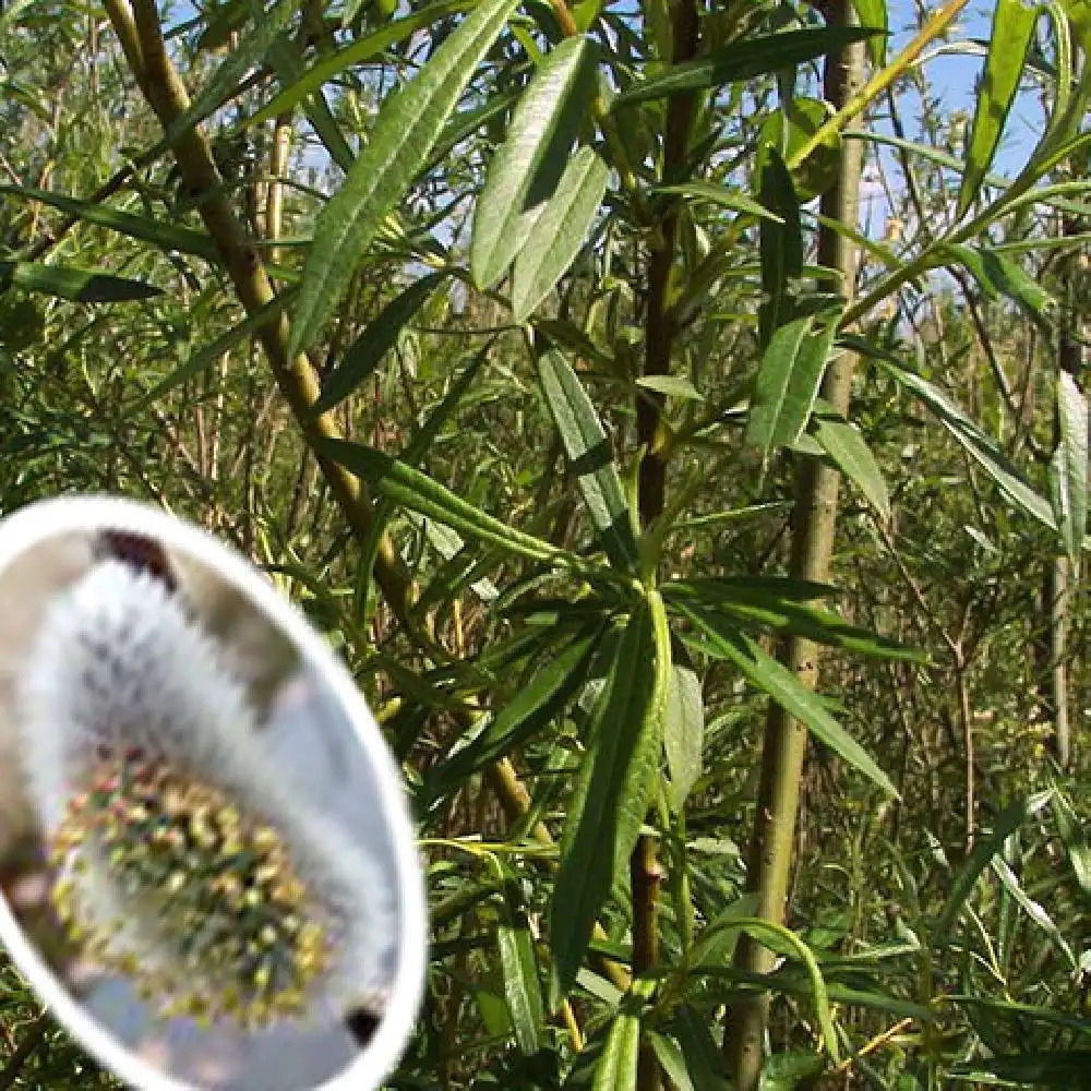 SALIX viminalis