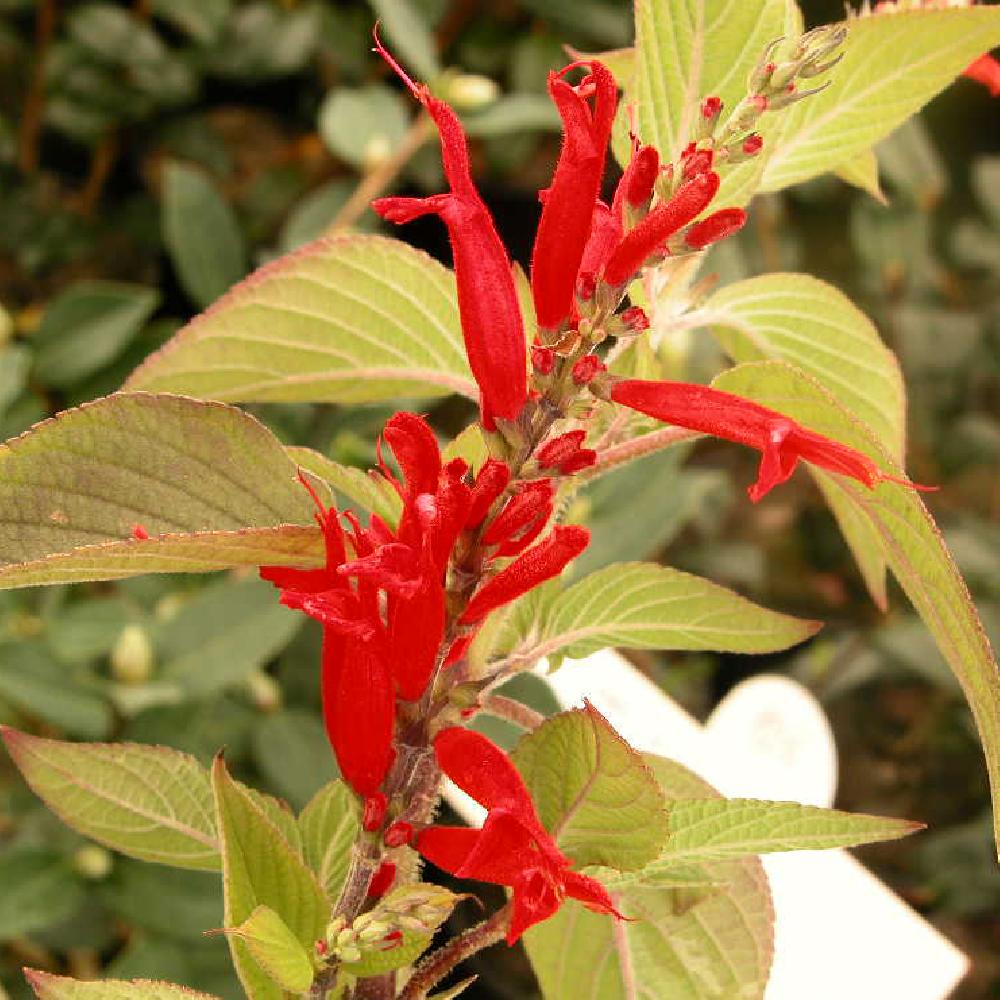 SALVIA amarissima