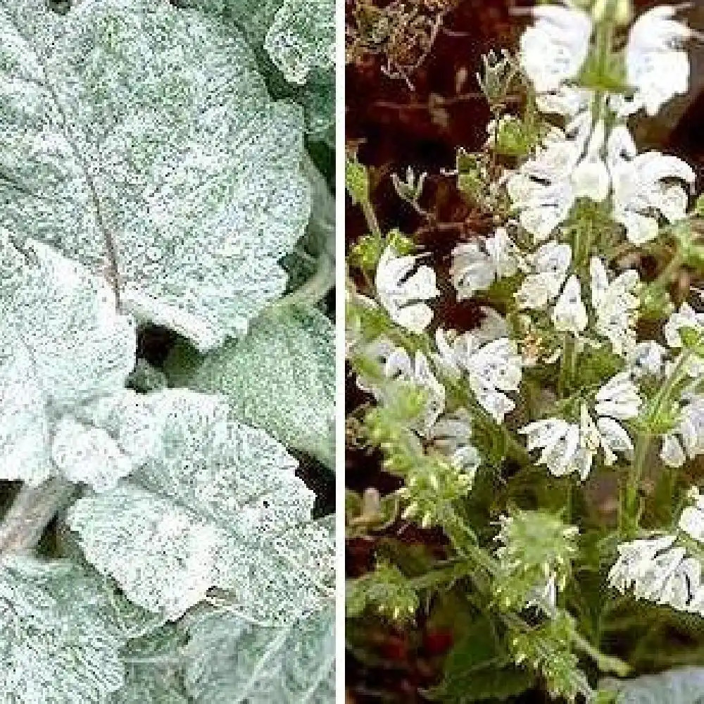 SALVIA argentea