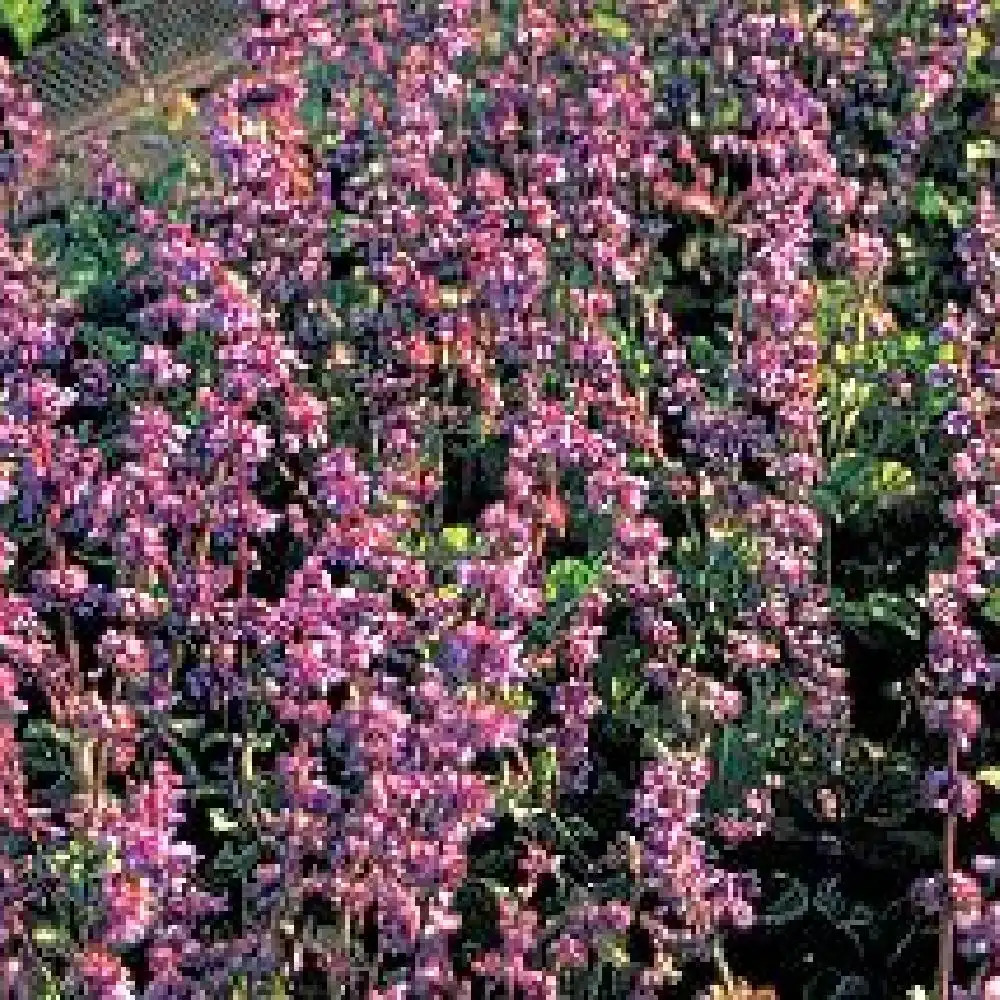 SALVIA austriaca