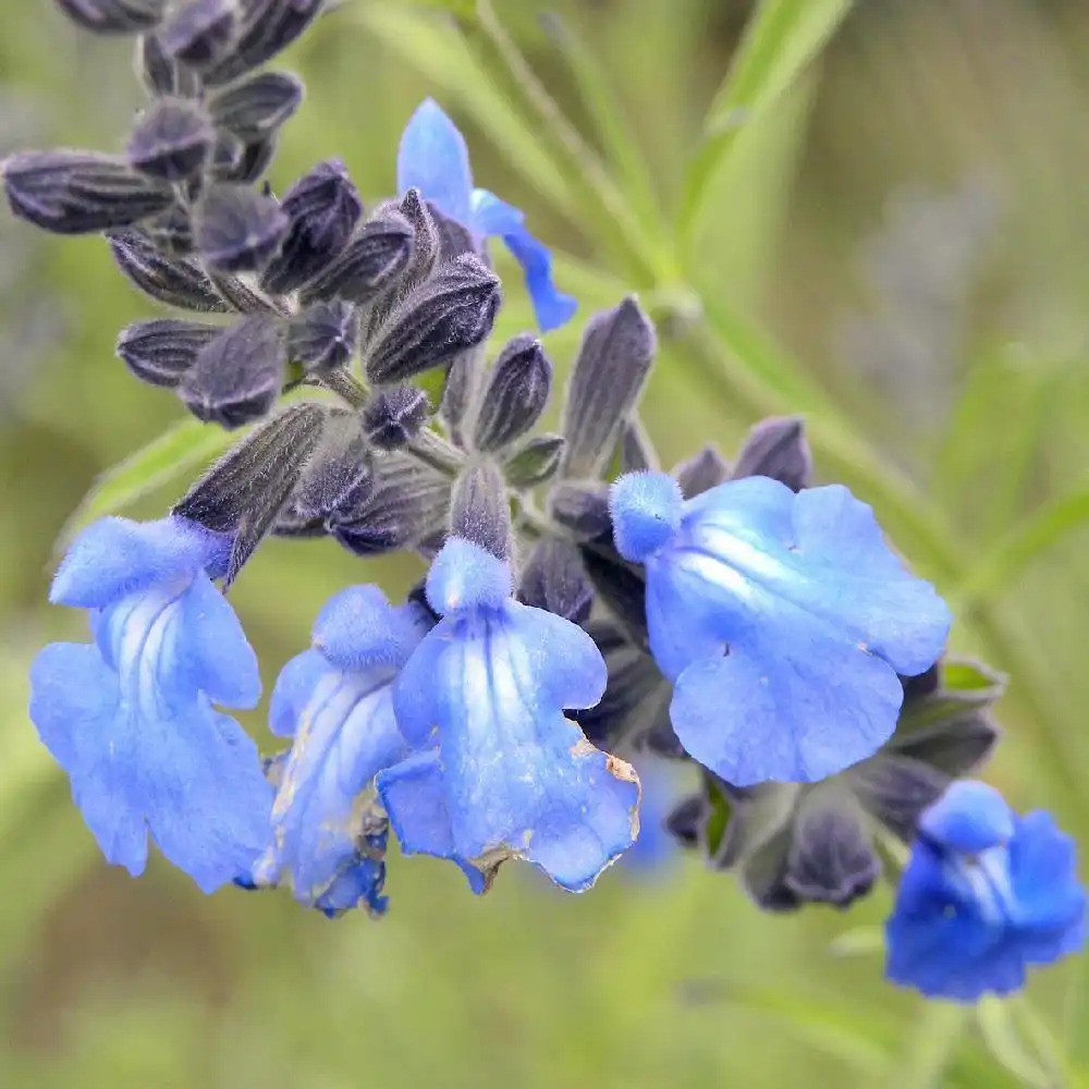 SALVIA azurea 'Grandiflora'