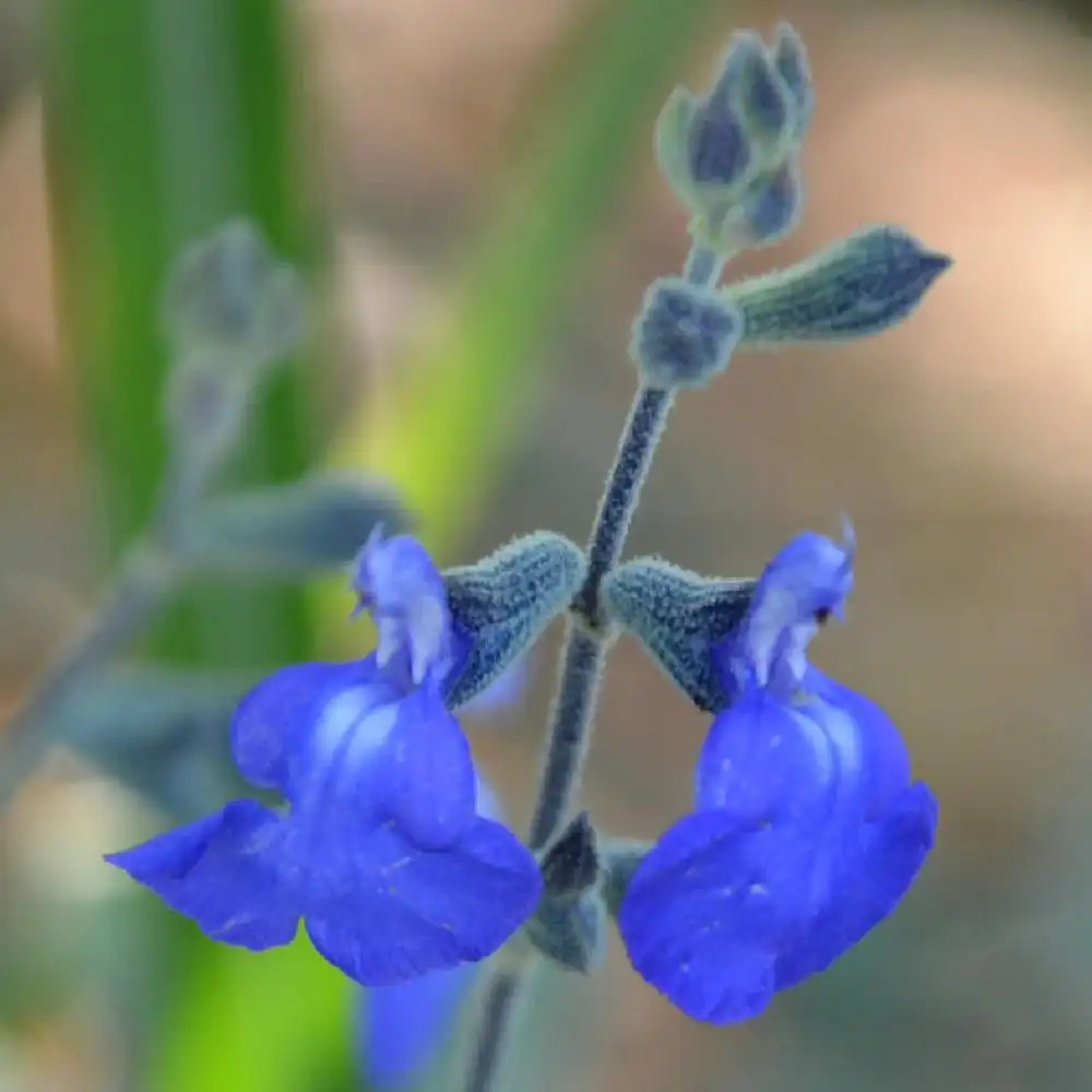 SALVIA chamaedryoides var. isochroma