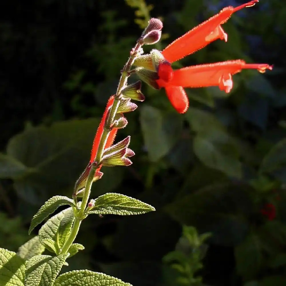 SALVIA confertiflora